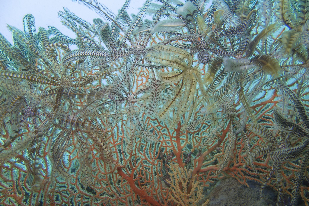 PowerShot G1 X Mark II underwater photograph 3